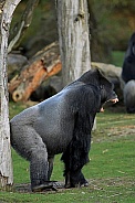 Western lowland Gorilla