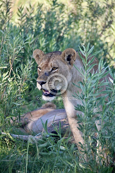 Lioness in shrubs