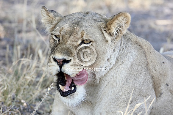 Female lioness headshot