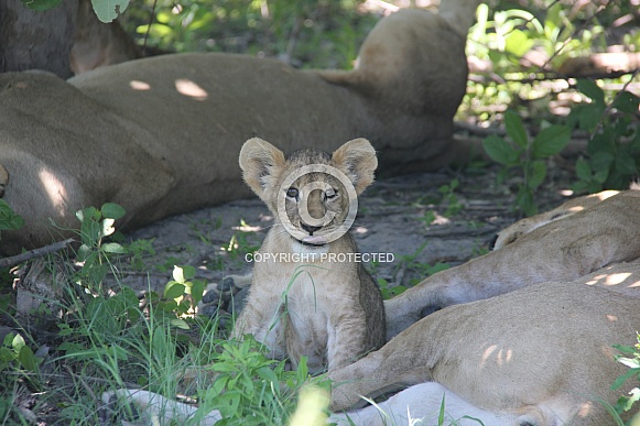 Baby lion cub