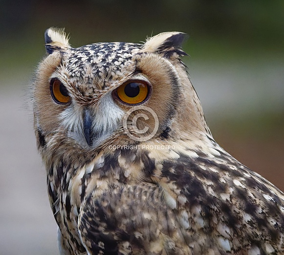 Eurasian Owl