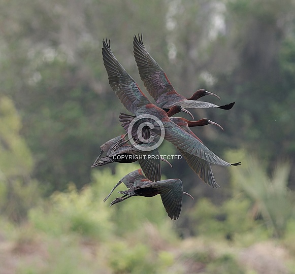 Glossy Ibis
Note from WRP: This photo unfortunately isn't pin sharp when zoomed in to full resolution. However we have approved it to the website due to the beautiful in-flight nature of the composition