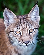 lynx cub