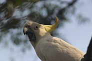 Sulphur Crested Cockatoo squarking