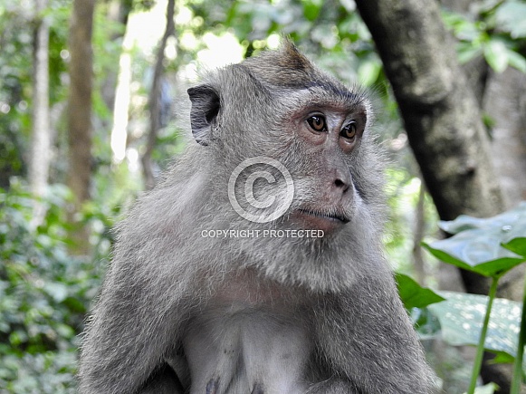 Long-tailed Macaque