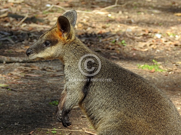 Swamp Wallaby – Wildlife Reference Photos for Artists