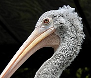 Grey-White Pelican