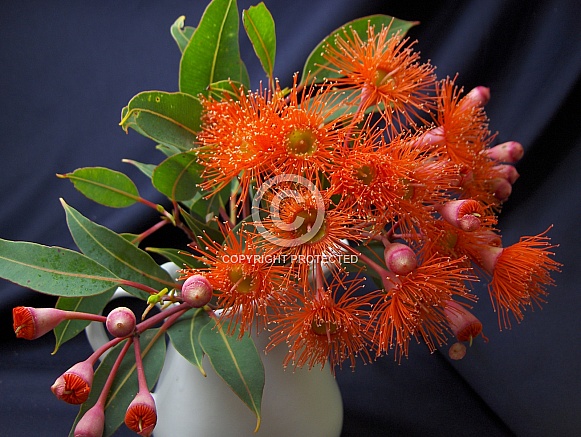 Red Gum Blossoms 2