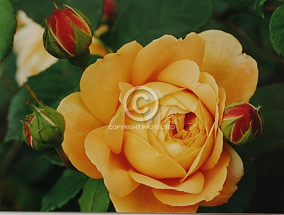 single yellow rose with bud