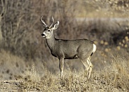 Male white tail deer in the grass