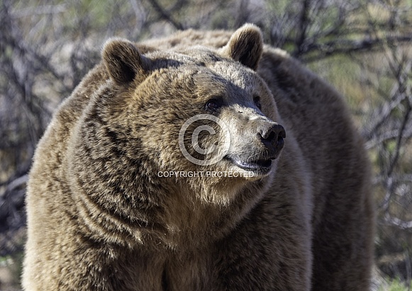 Large female black bear staring off in the distance