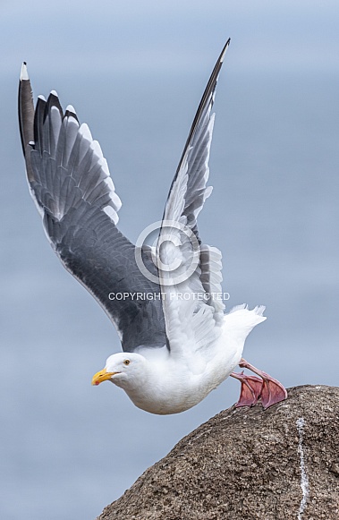 Seagull taking flight from a rock