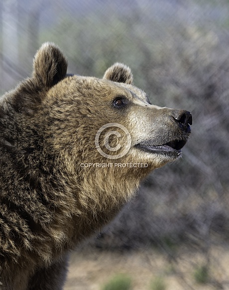 Curious looking female brown bear
