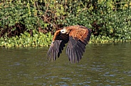 Black-Collared Hawk Flying