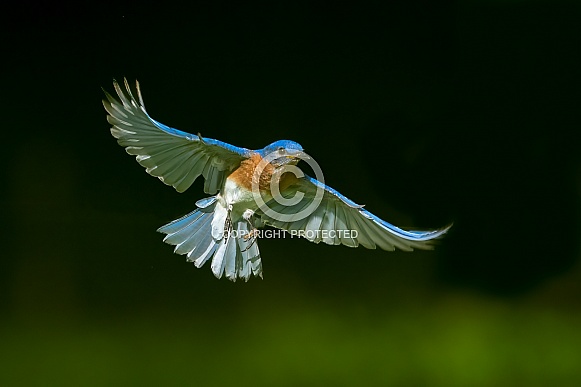 Eastern Bluebird in flight