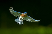 Eastern Bluebird in flight