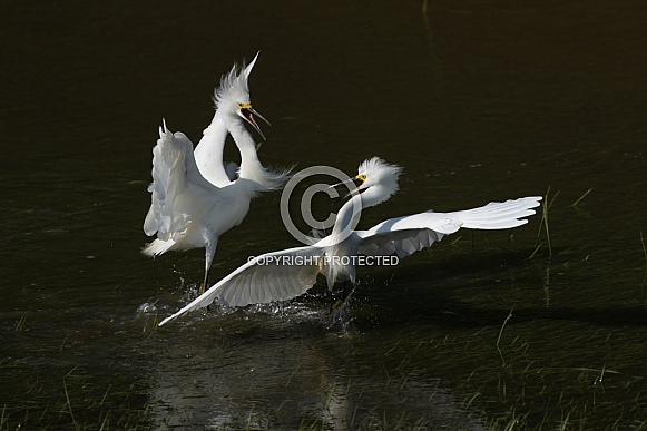 Snowy Egret defending fishing spot