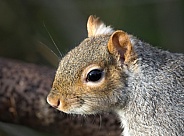 Grey Squirrel face