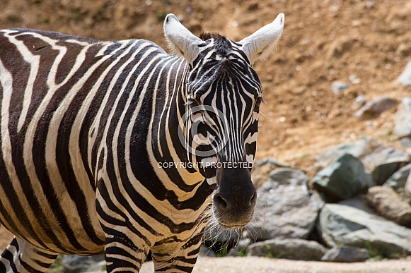 Maneless Zebra