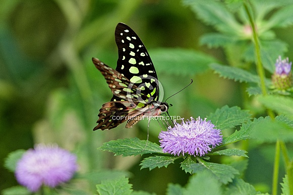 Tailed Jay Butterfly