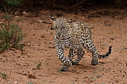 Wet and bedraggled leopard cub