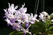 Neostylis Lou Sneary ‘Bluebird’ Orchid