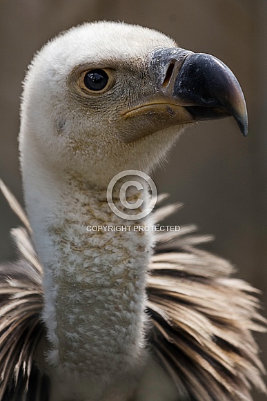 Close up Griffon Vulture