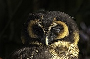 Brown Wood Owl Close up