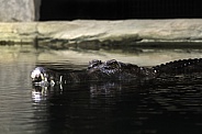 Sunda Gharial Crocodile