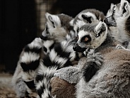 A pile of lemurs