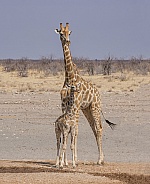 Giraffe mother and calf