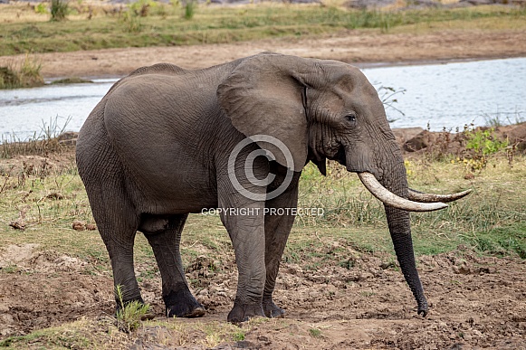 Elephant in Kruger Park
