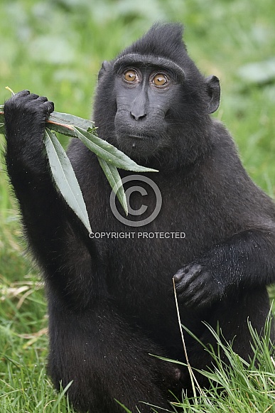black crested macaque