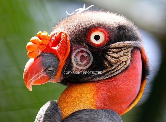 The king vulture