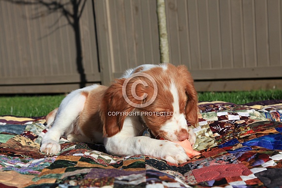 Brittany Spaniel pup 1