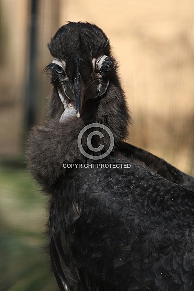 Southern Ground Hornbill (Bucorvus Leadbeateri)