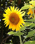 Giant Mammoth Sunflowers