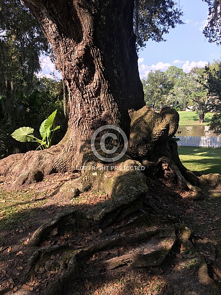 Live Oak Tree Trunk and above-ground roots