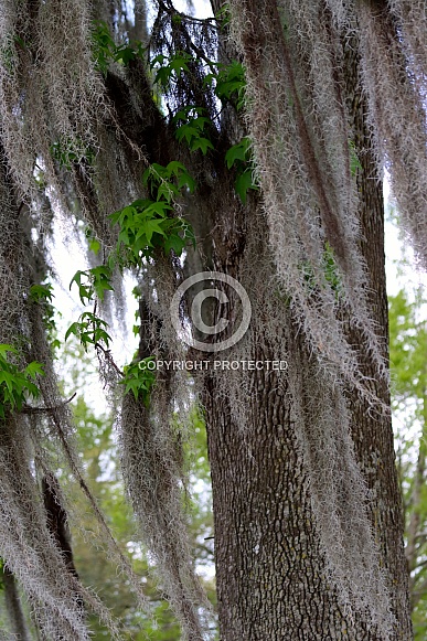 Spanish Moss on the branches of a Sweetgum Tree