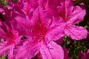 Pink Azaleas after a summer rain shower