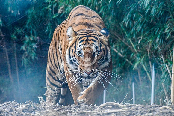 Eye of the tiger
NOTE FROM WRP: Slightly loses clarity and definition when viewed at full resolution but approved for the overall effect/atmosphere and composition
