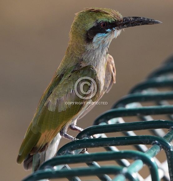 Green Bee-Eaters