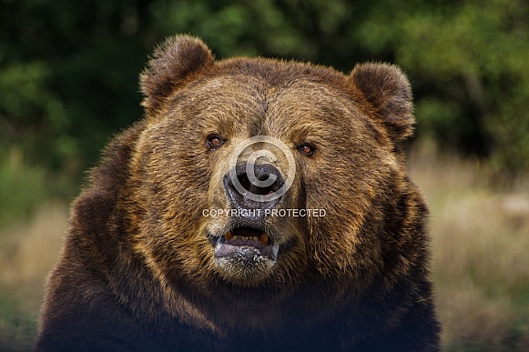 Grizzly Bear Growling