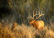 Calf elk looking at Bull Elk