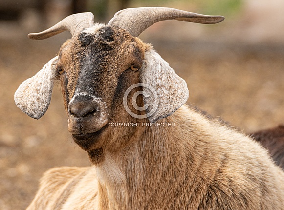 Domestic Farm Goat