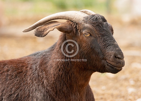 Brown Farm Goat