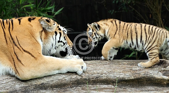 Tiger with cub