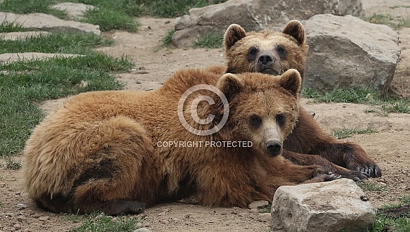 2 brown Bears