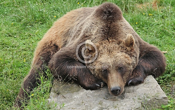 brown Bear