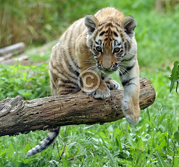 Tigercub